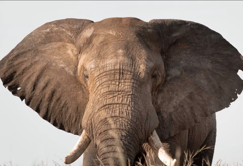 Things to do in the Ngorongoro Conservation Area.