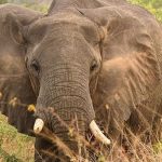 What to Do in Semuliki National Park