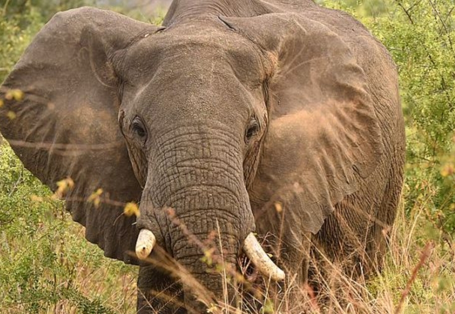 What to Do in Semuliki National Park