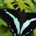Why Semuliki is Uganda’s Best Butterfly Watching Destination