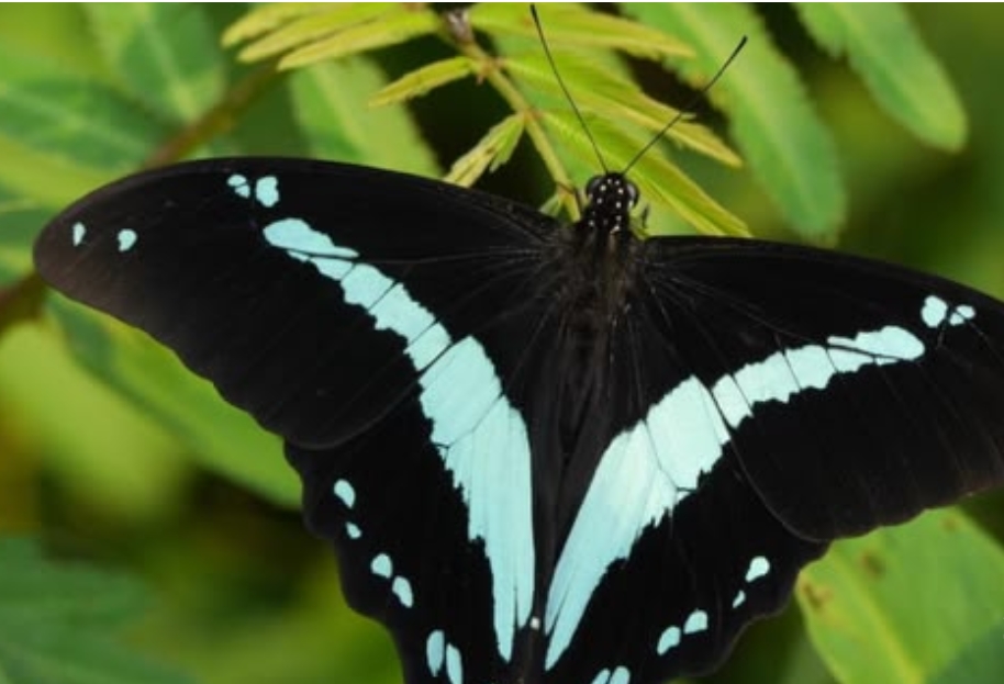 Why Semuliki is Uganda’s Best Butterfly Watching Destination