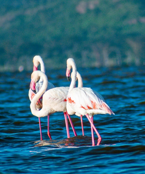Lake Nakuru National Park